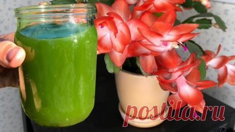 Декабрист пышно зацветет от этой простой подкормки. Показываю чем удобрить сейчас декабрист, чтобы он пышно зацвел. | ГЕНЕРАЛЬСКИЙ САД | Дзен