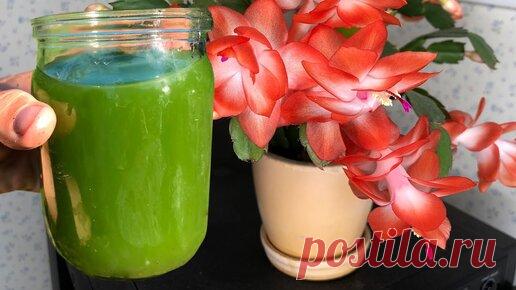 Декабрист пышно зацветет от этой простой подкормки. Показываю чем удобрить сейчас декабрист, чтобы он пышно зацвел. | ГЕНЕРАЛЬСКИЙ САД | Дзен