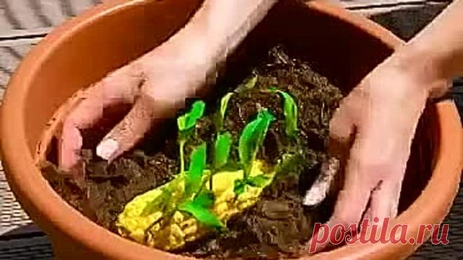 Хитрости как вырастить свой собственный сад на подоконнике