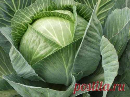 Капуста в разных кухнях мира: вкусные и интересные блюда / Простые рецепты