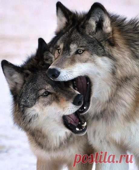 Gray Wolf animal art portraits, photographs, information and just plain fun. Also see how artist Kline draws his animal art from only words at drawDOGS.com