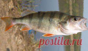Лучшие приманки для ловли окуней в водоемах с проточной водой