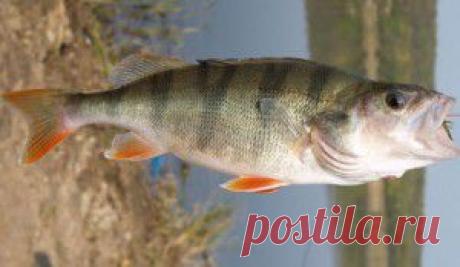 Лучшие приманки для ловли окуней в водоемах с проточной водой