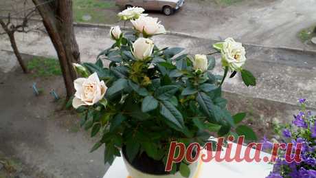Роза комнатная, миниатюрная – Rosa
Описание растения, посадка, уход, размножение, вредители, средства защиты