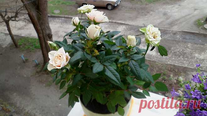 Роза комнатная, миниатюрная – Rosa
Описание растения, посадка, уход, размножение, вредители, средства защиты