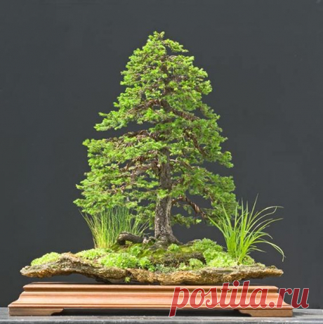 Walter Pall, Germany Ezo spruce (Picea jezoensis) Height: 26 in, 65 cm Pot: Natural stone from Germany  |  Pinterest • Всемирный каталог идей
