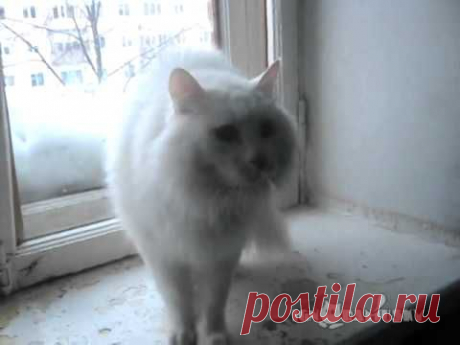 Cat's reaction to other cat / Реакция на незнакомого кота - YouTube