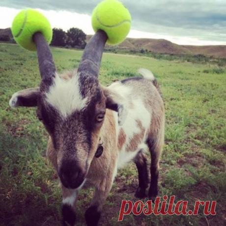 «Больше он меня не забодает»