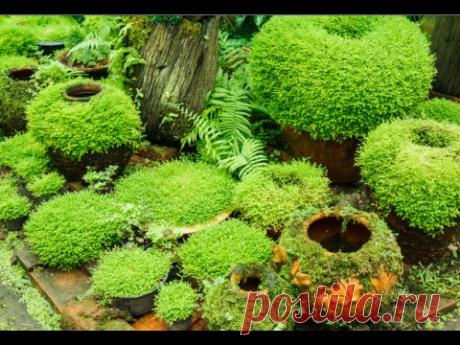 How to Grow Moss Garden Indoor - Moss Garden Indoor Tips