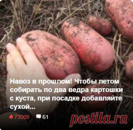 Навоз в прошлом! Чтобы летом собирать по два ведра картошки с куста, при посадке добавляйте сухой... садовый декор