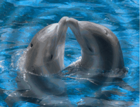 Гиф (gif) анимация