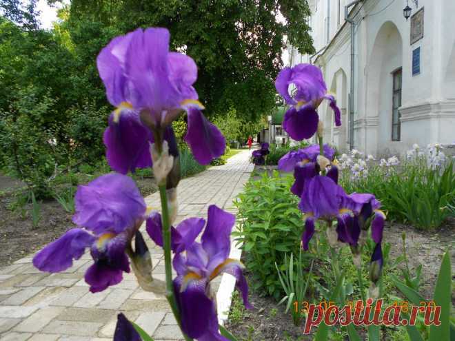 (5) Одноклассники