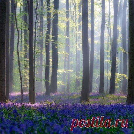Халлербос – синий лес в Бельгии