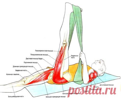 📌Что Вы тянете на самом деле: растяжка мышц в картинках
-----------------------------------------------------------------------------------------------
Растяжка мышц нужна всем – заложникам сидячего образа жизни, физически активным людям и спортсменам. Обеспечивая приток крови к мышцам, растяжка помогает улучшить осанку, облегчить выполнение различных упражнений, снижая при этом риск травм и ослабляя болевые ощущения. Чтобы во время растяжки не пропустить ни одной важной мышцы и обеспечить пр