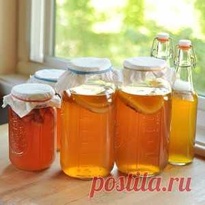 Чайный гриб: как правильно вырастить дома с нуля