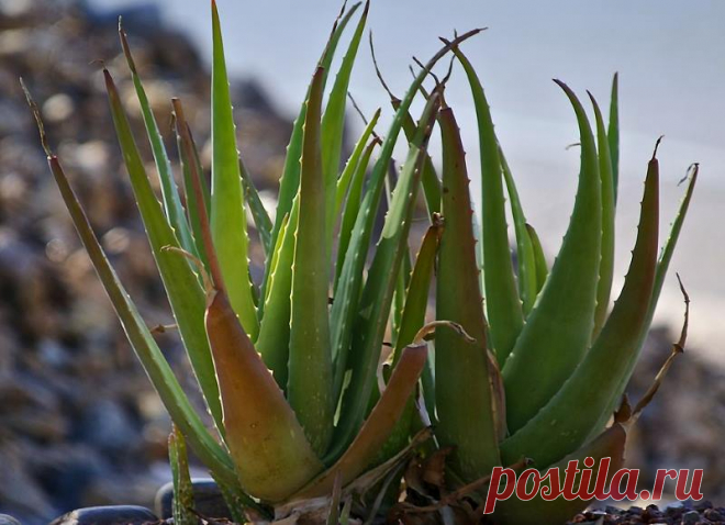 Мало найдется людей, которые не слышали о таком удивительном растении как Aloe vera. Немного найдется квартир, где не растет на подоконнике этот цветок. Алоэ Вера (или Алоэ настоящее) наверное самый узнаваемый и очень популярный суккулент во всем мире. Но не всем известны особенности посадки и ухода за этим растением. В этой статье мы постараемся более детально описать особенности выращивания этого суккулента в домашних условиях.