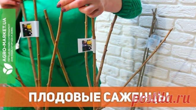 Яблоня «Байя Мариса» (с ароматом клубники, красномясая) 1 саженец в упаковке Миллион советов на все случаи жизни!