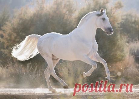 Белая лошадь - 51 фото - картинки: смотреть онлайн