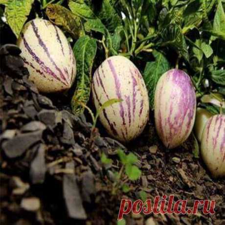 Пепино или дынная груша сорт «Рамзес» ~ Planetalsad