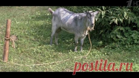 Трембита (1968 год. мелодрама, комедия)