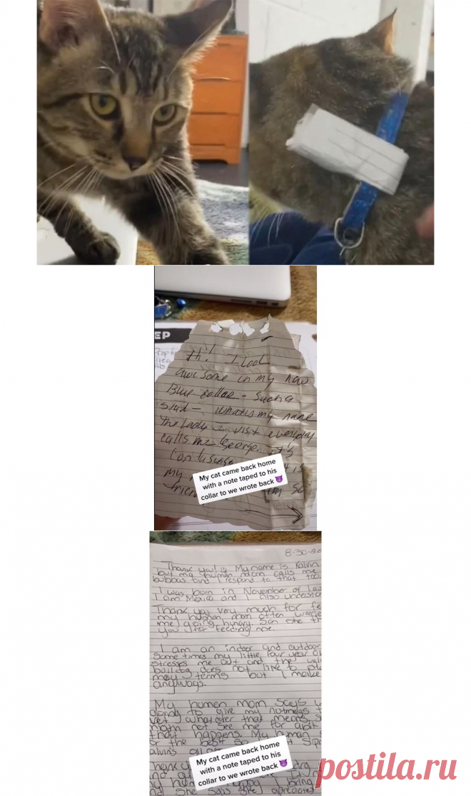 Кот тайно жил на два дома | Его выдала записка на шее - Питомцы Mail.ru