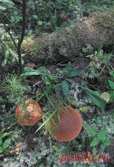 Конаковский Мох. Лето 2010