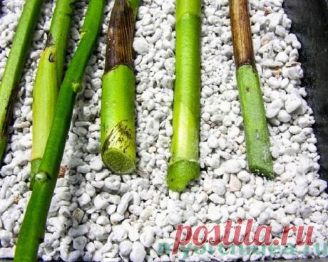 Секреты рассадки орхидей: Как 1 растение превратить в 100!