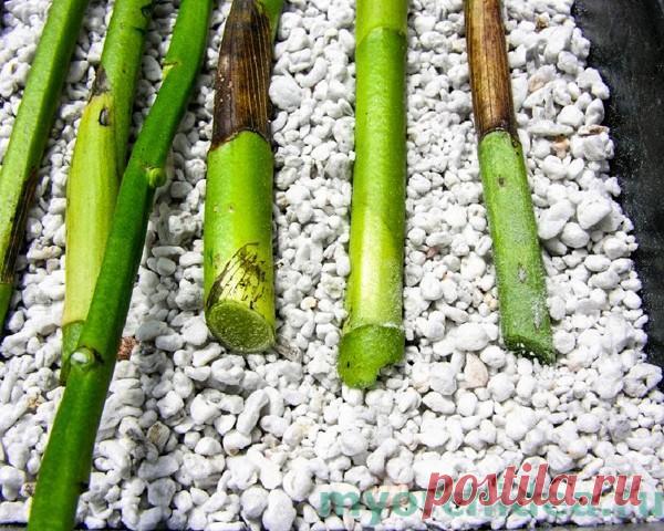 Секреты рассадки орхидей: Как 1 растение превратить в 100!