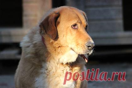 Российская цыганка продала золото и открыла приют для животных. Жительница Екатеринбурга Елена Телегина несколько лет назад заступилась за женщину, на которую напали, и получила удар ножом. С тех пор она решила изменить свою жизнь и открыла приют для собак. Для этого она продала все золото: выручила три миллиона рублей, на которые содержит собак и кошек.