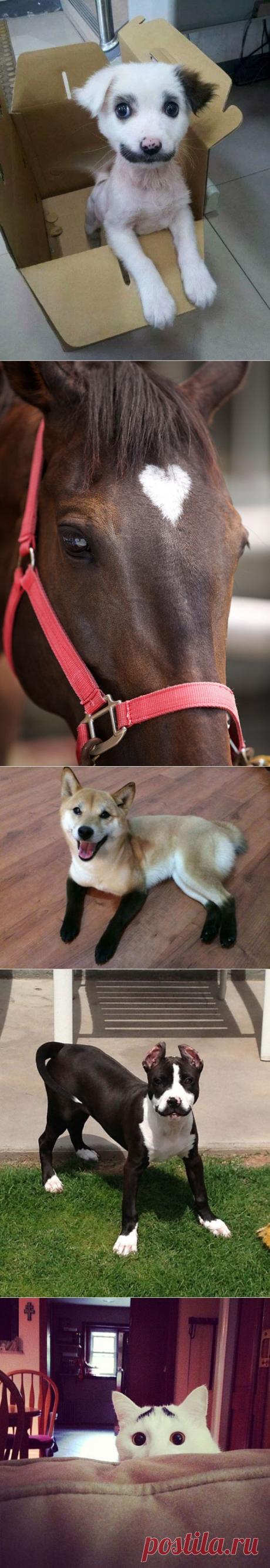 Пост, в очередной раз доказывающий, что у природы отличное чувство юмора