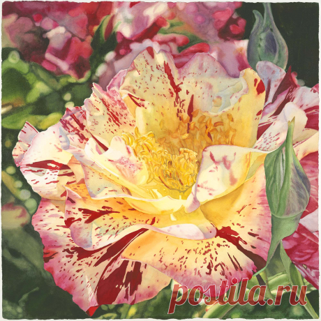 Roses - Life in Full ColorLife in Full Color
