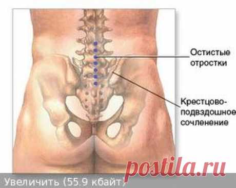 Сакральное сочленение - Здоровье