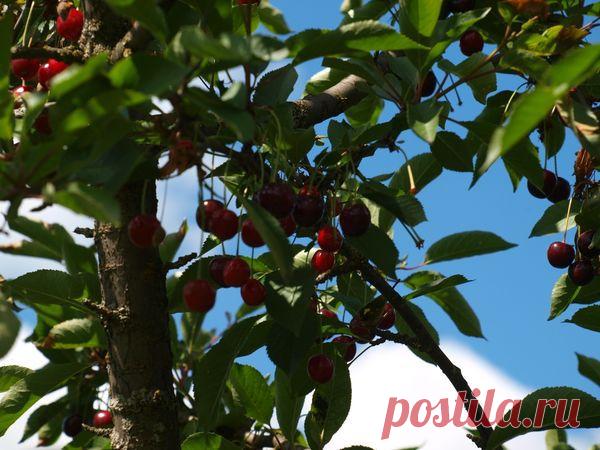 Уродилась так уродилась! Вишня накормит всех! / вишня / 7dach.ru