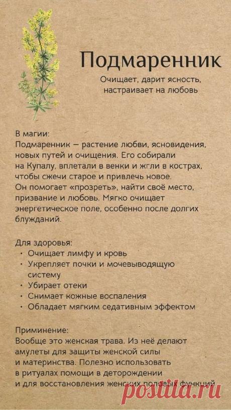 Подмаренник
