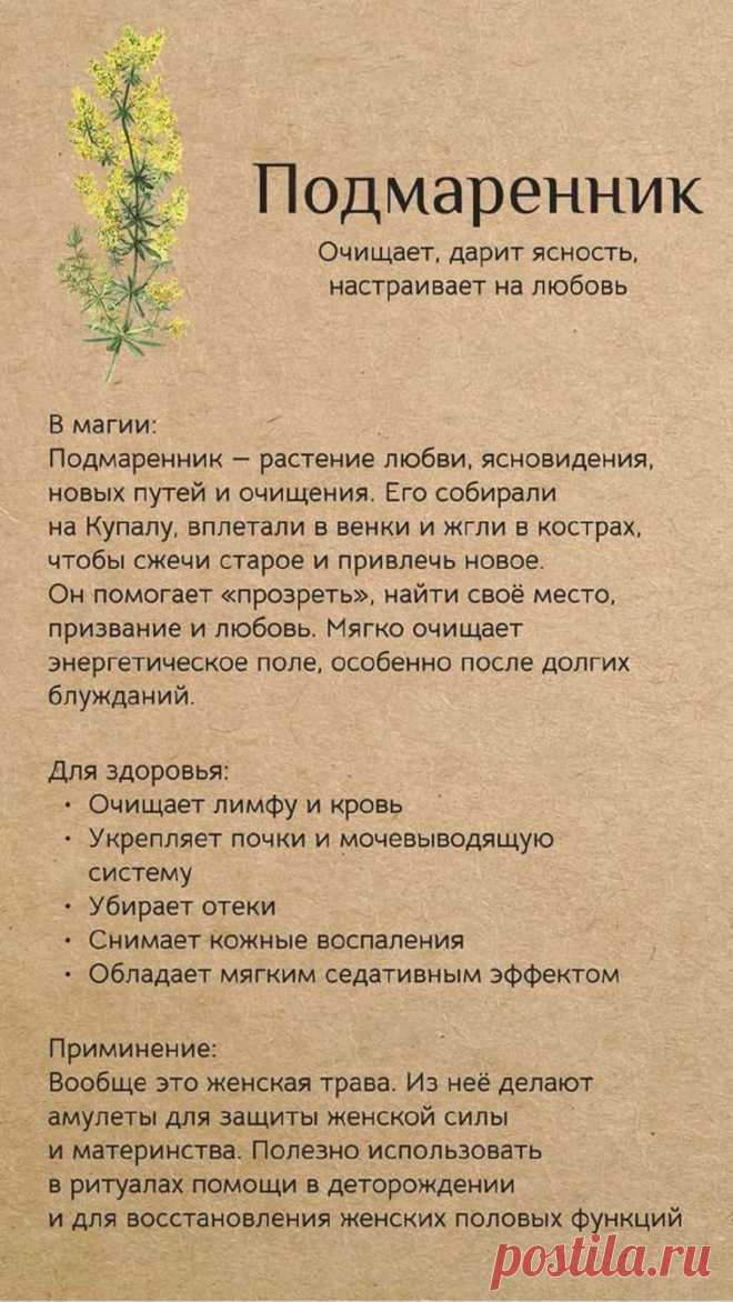 Подмаренник