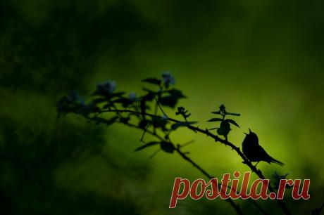 Победители конкура фотографий Nature Conservancy 2019 | Фотоискусство