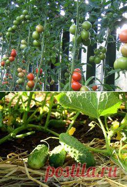 Несколько секретов в выращивании томатов и огурцов в открытом грунте | GreenHome