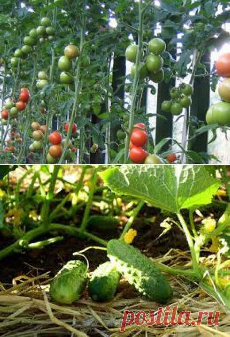 Несколько секретов в выращивании томатов и огурцов в открытом грунте | GreenHome