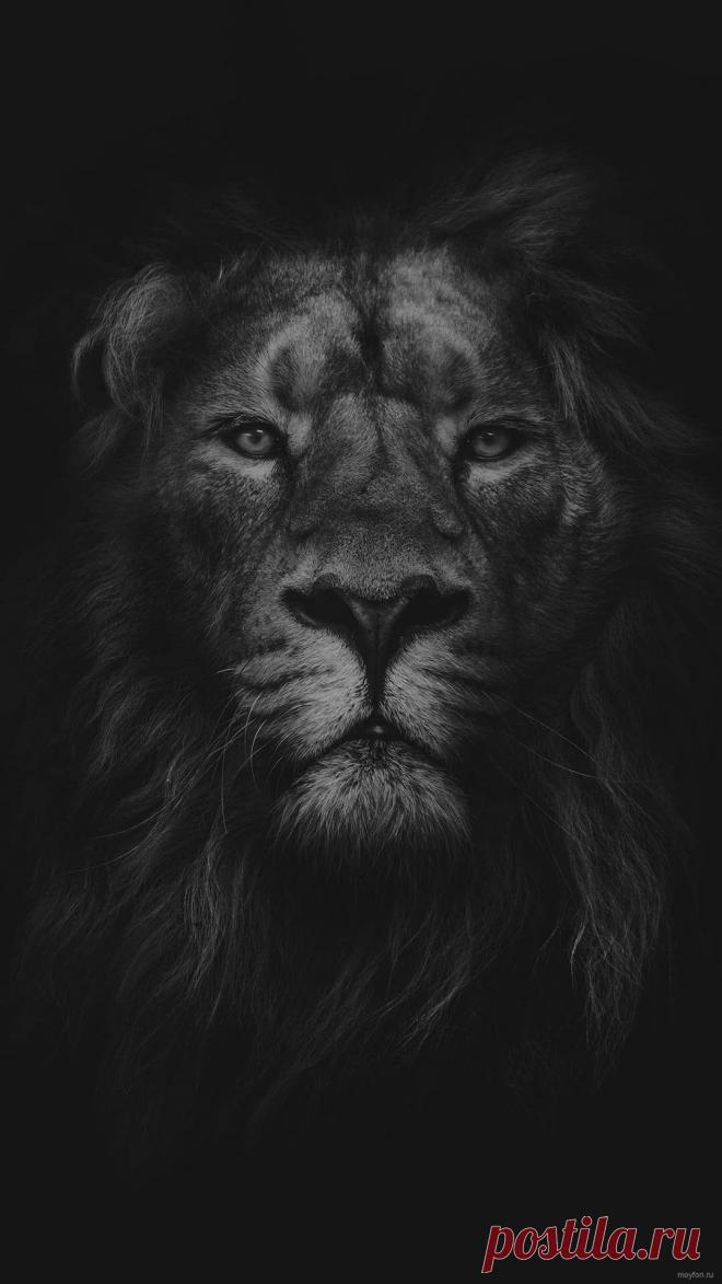 Обои на телефон лев на черном фоне.