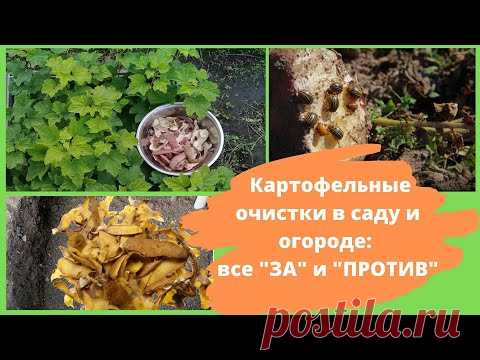 Картофельные очистки как удобрение для сада и огорода: как использовать. Все ЗА и ПРОТИВ