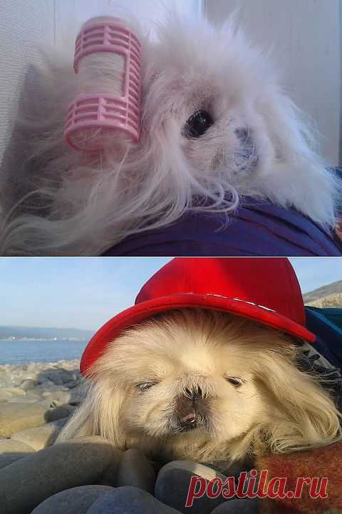 (+1) тема - Моя Елизавета | Четвероногий юмор