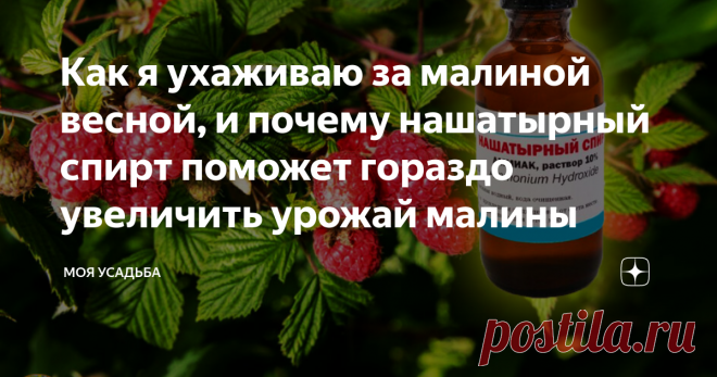 Как я ухаживаю за малиной весной, и почему нашатырный спирт поможет гораздо увеличить урожай малины Рассказываю об уходе за малиной, какие средства можно применять для профилактики болезней и в то же время для подкормки, особое внимание уделю нашатырному спирту при уходе за малиной.