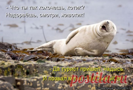 Лучшие котоматрицы за прошедшую неделю / Питомцы
