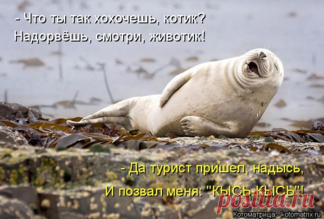 Лучшие котоматрицы за прошедшую неделю / Питомцы