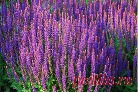 Шалфей лекарственный (трава)– полезные свойства и применение. Шалфей для зачатия, противопоказания