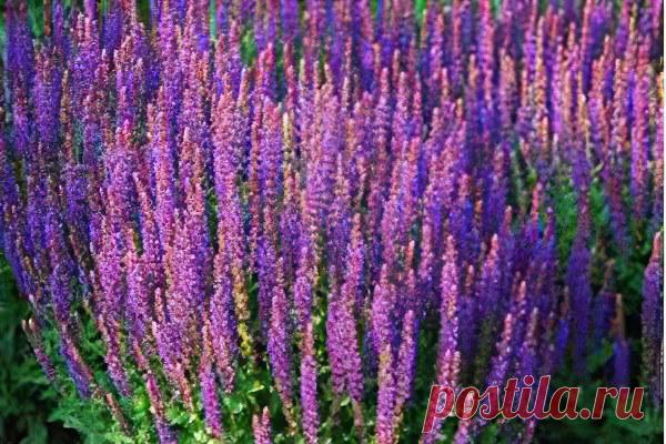 Шалфей лекарственный (трава)– полезные свойства и применение. Шалфей для зачатия, противопоказания