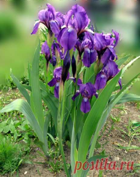 Поджелудочная железа. Лечение народными средствами