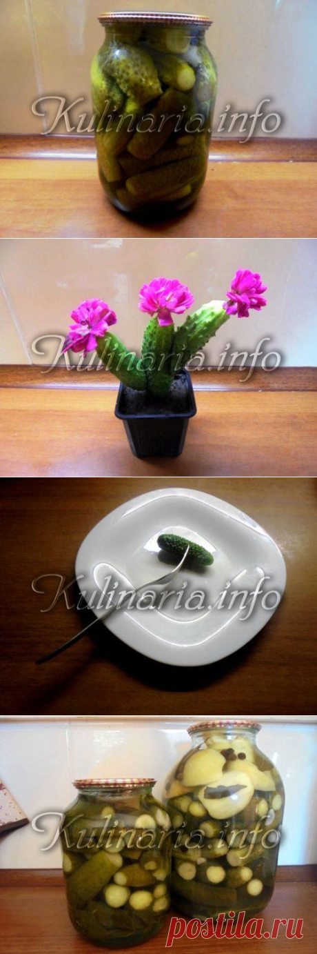 Консервированные маринованные огурцы - Kulinaria.info