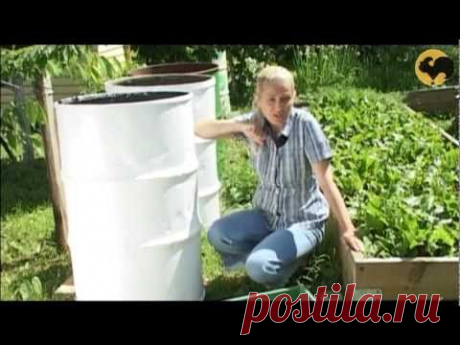 Рутарий в саду. САД день за днем №7.