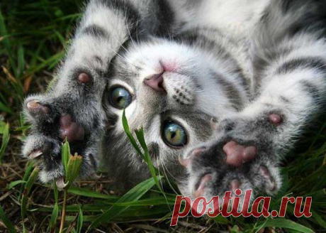 Мой Мир@Mail.Ru